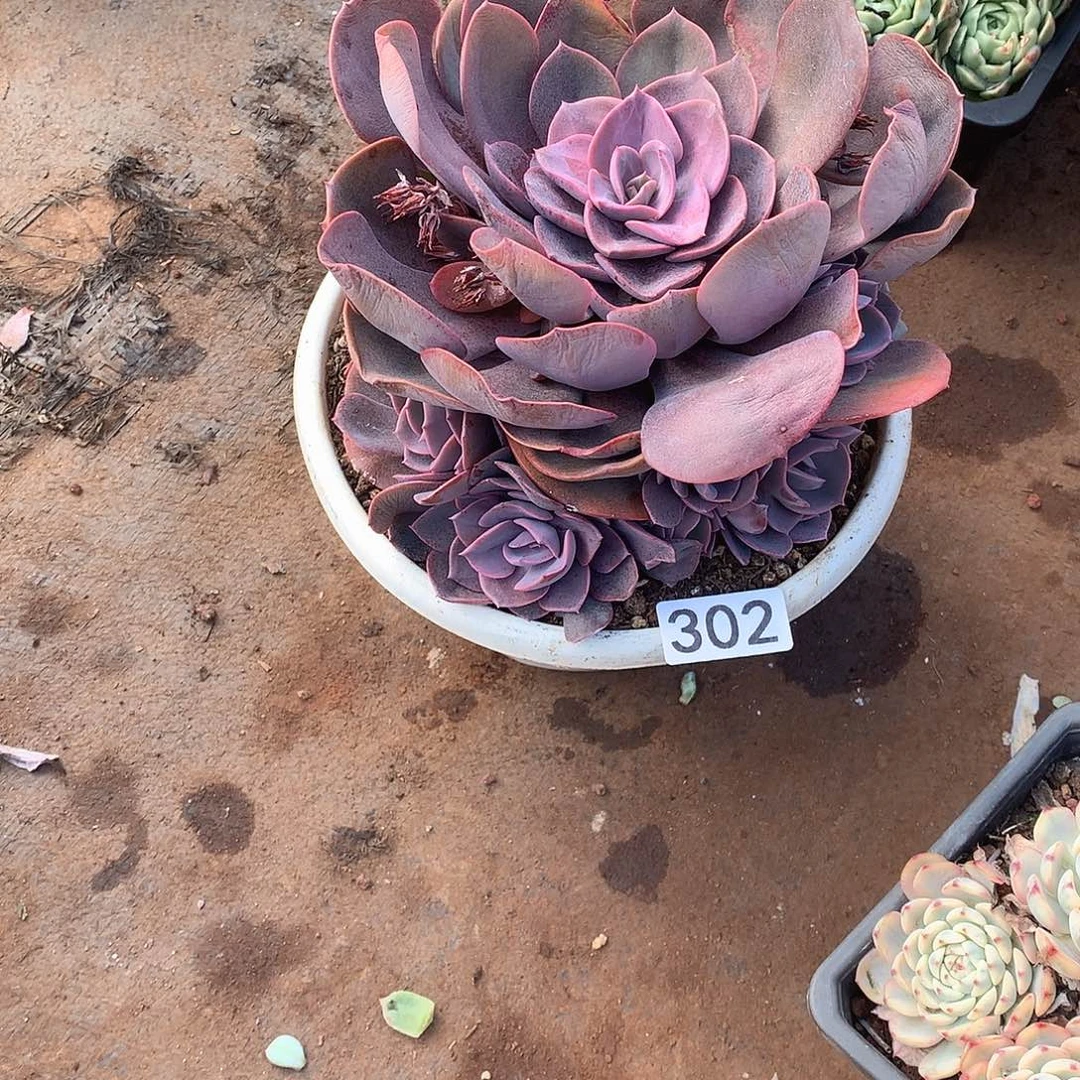 302 一物一拍多肉！