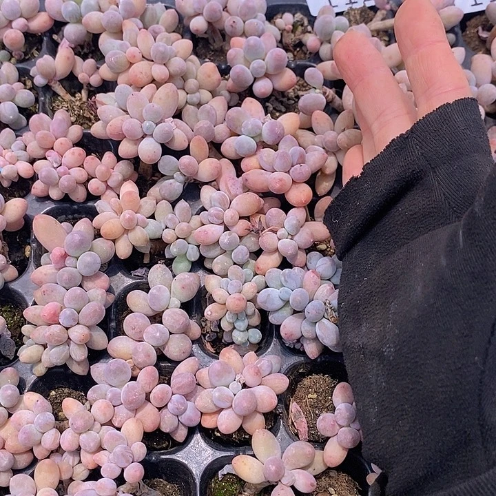 113-114 多肉植物盆栽花卉
