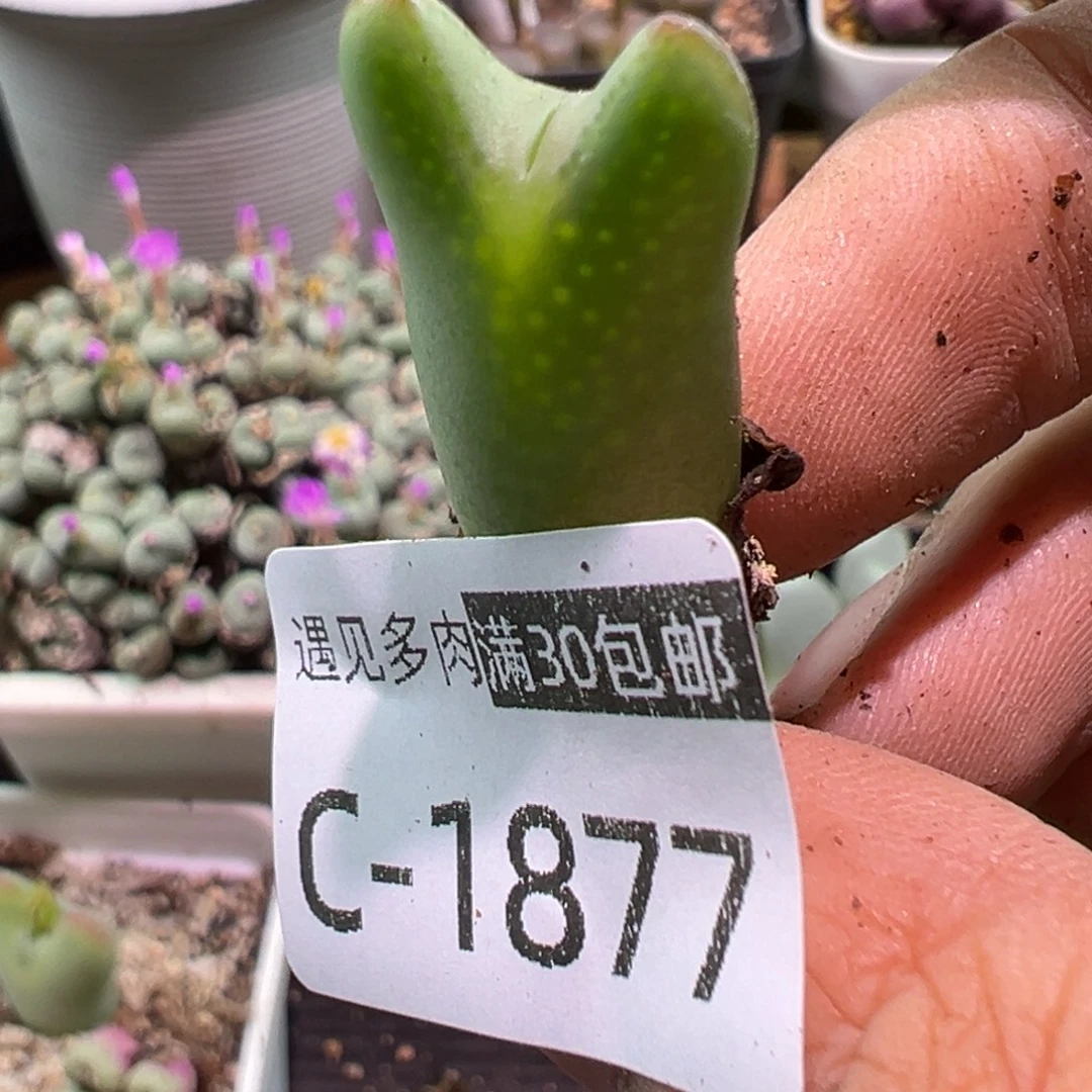 多肉植物111111111111