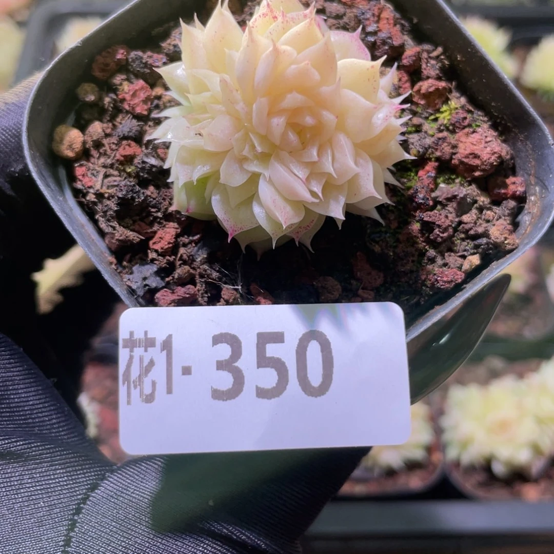 花利美1-350麦秆群