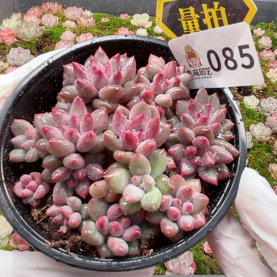 多肉植物多肉植物