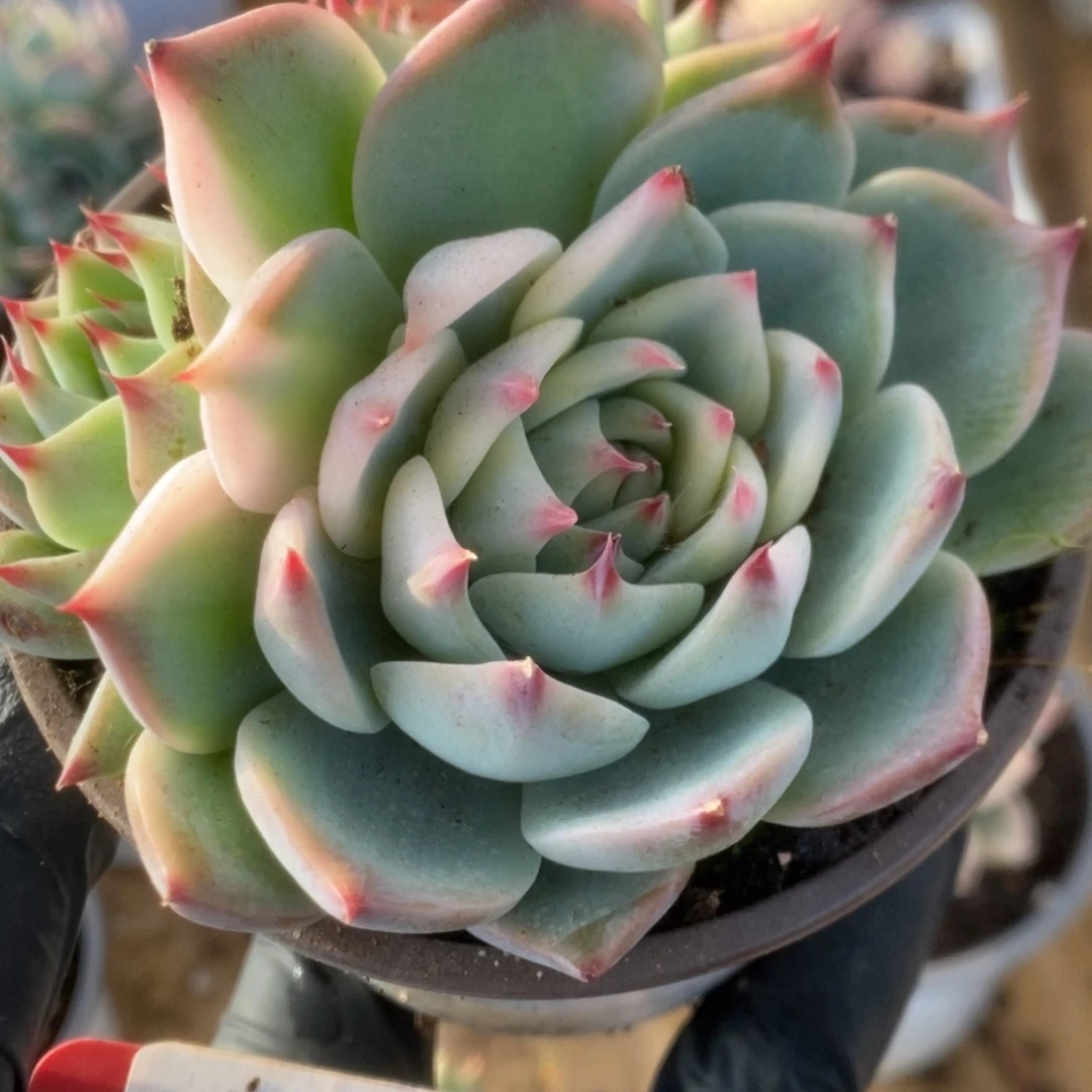 732吉娃娃锦锦锦锦锦