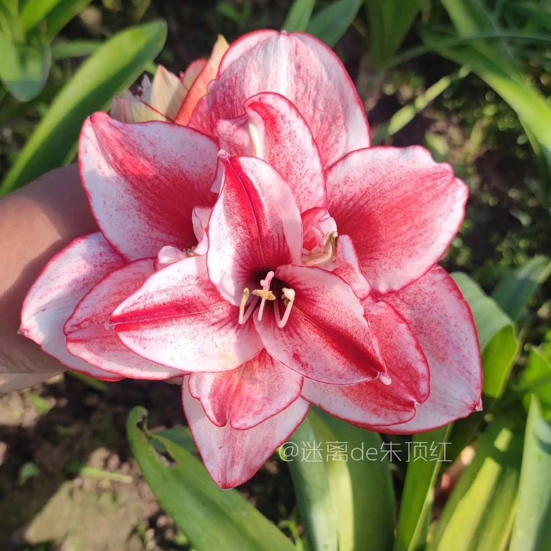 【伊迪斯】朱顶红种球 大花重瓣