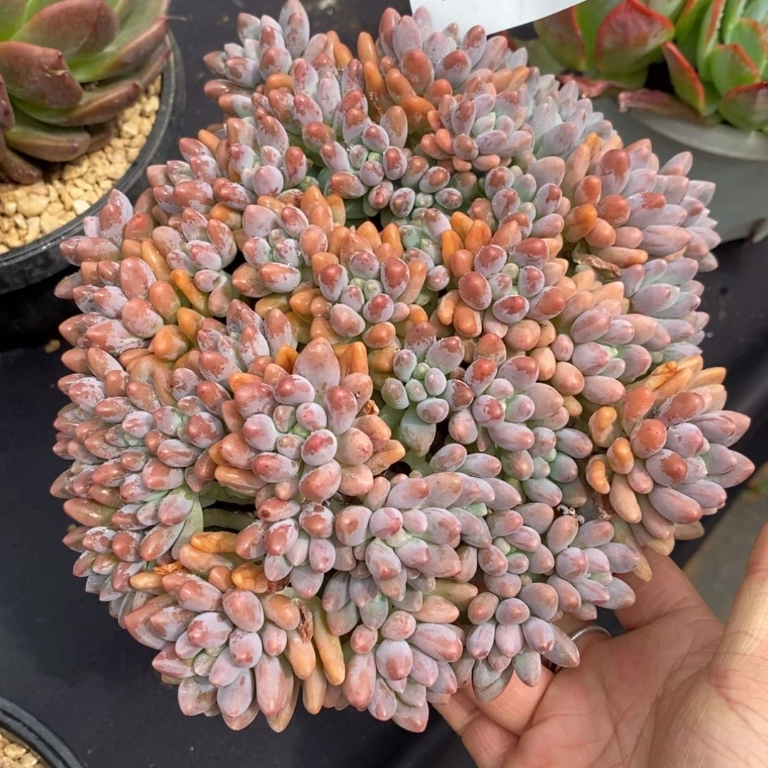 夏悦多肉927-25星黛露