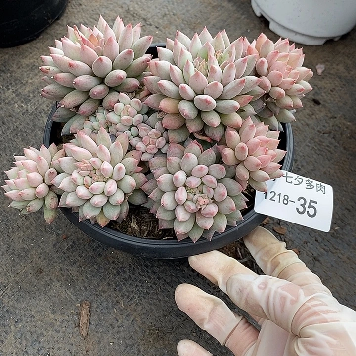 知***夏小七夕多肉明珠美人35