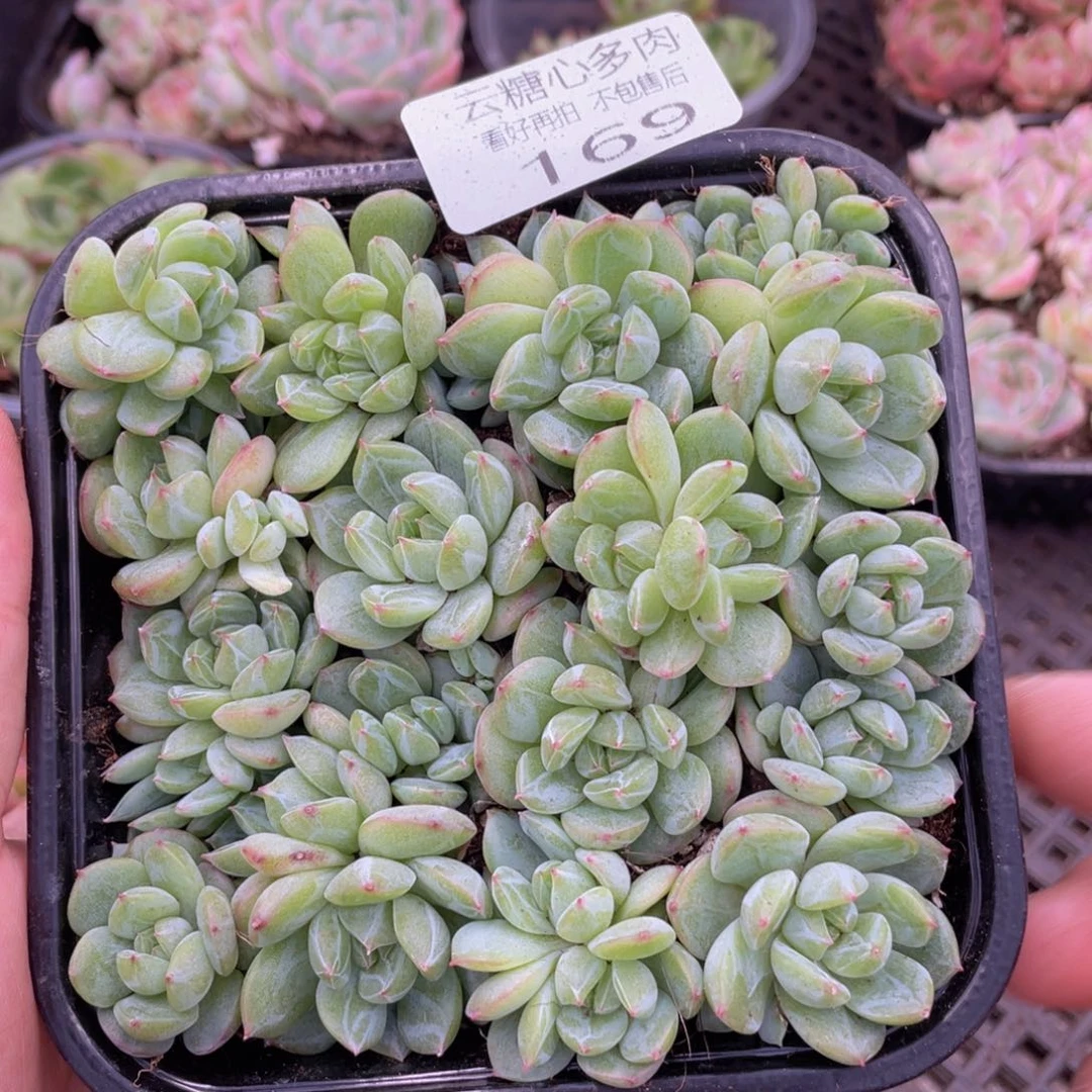 云糖心多肉植物169