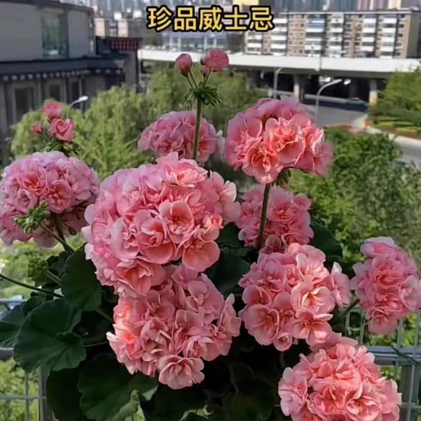 天竺葵花卉【珍品威士忌】小课（不带花苞）包对版