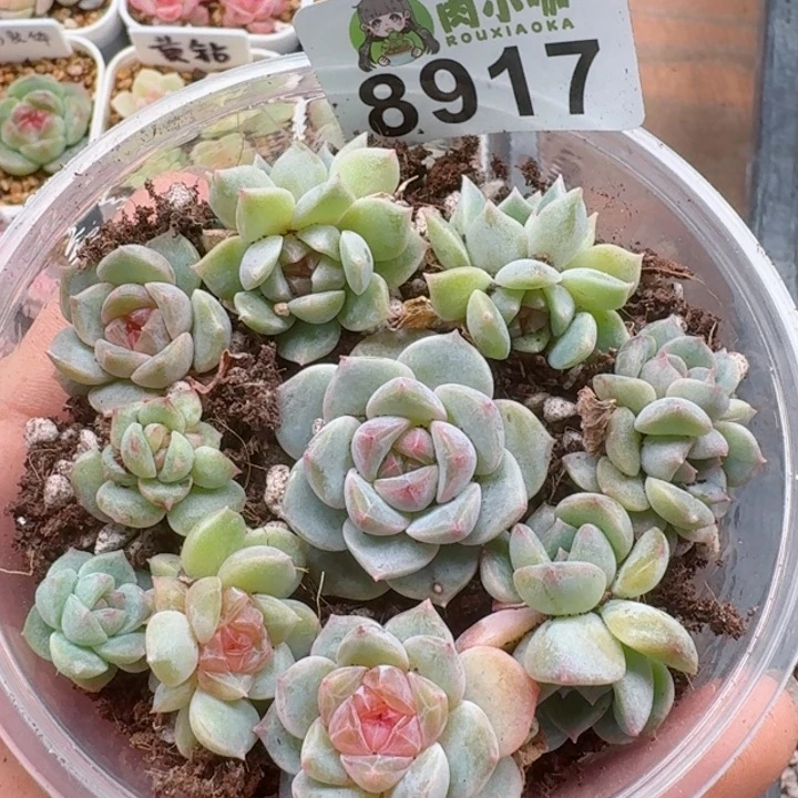 M多肉植物多肉植物