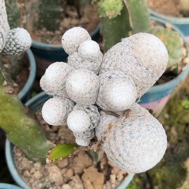 六号棚白鸟^_^^_^^_^^_^