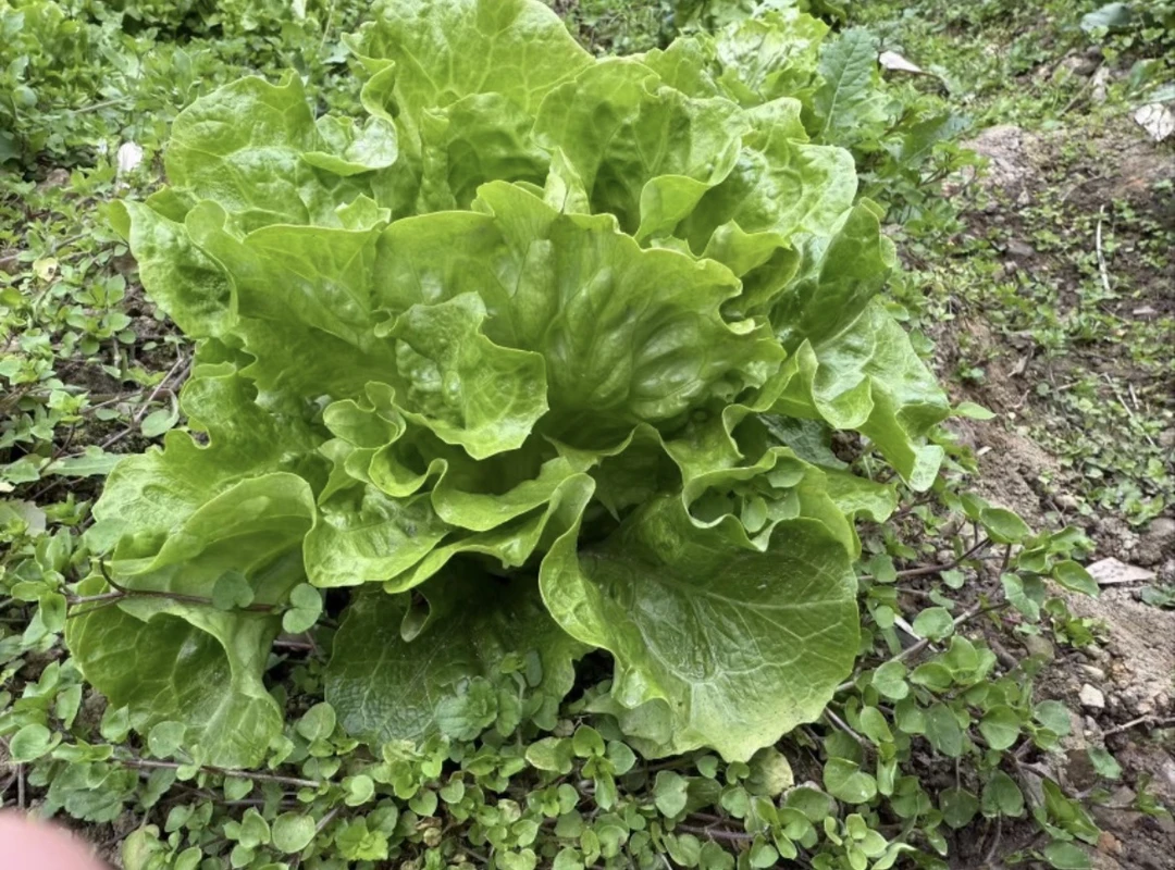 贵州高山农家生态生菜