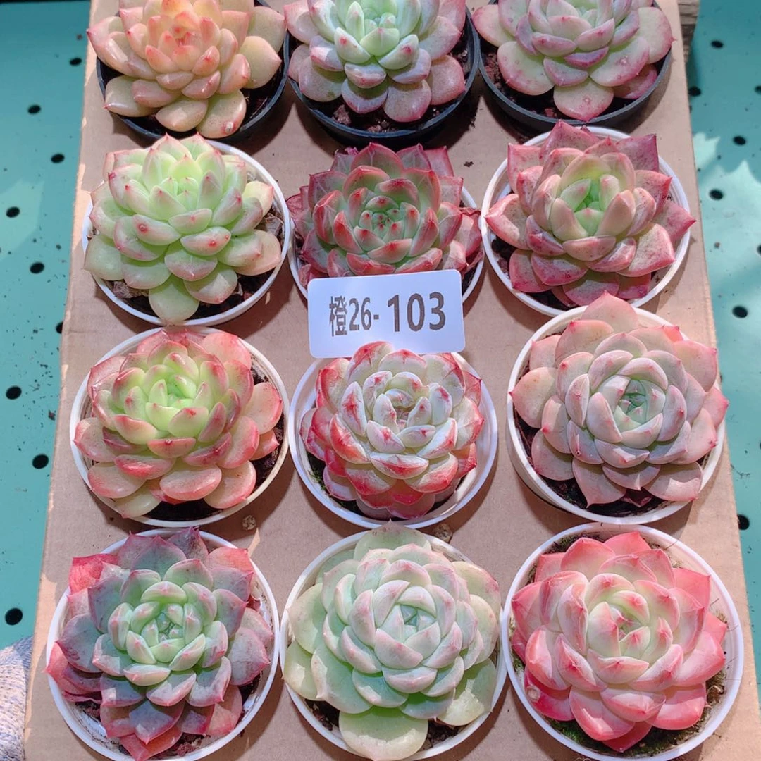 26-103一物一拍多肉带盆18颗