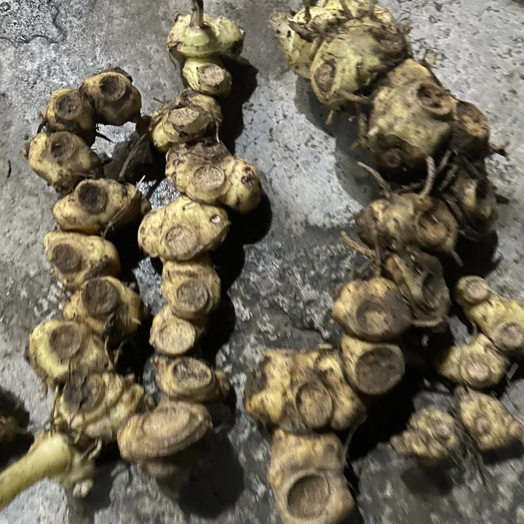 贵州野生黄姜（老虎姜）多花黄精农副产品1-5斤鲜干货