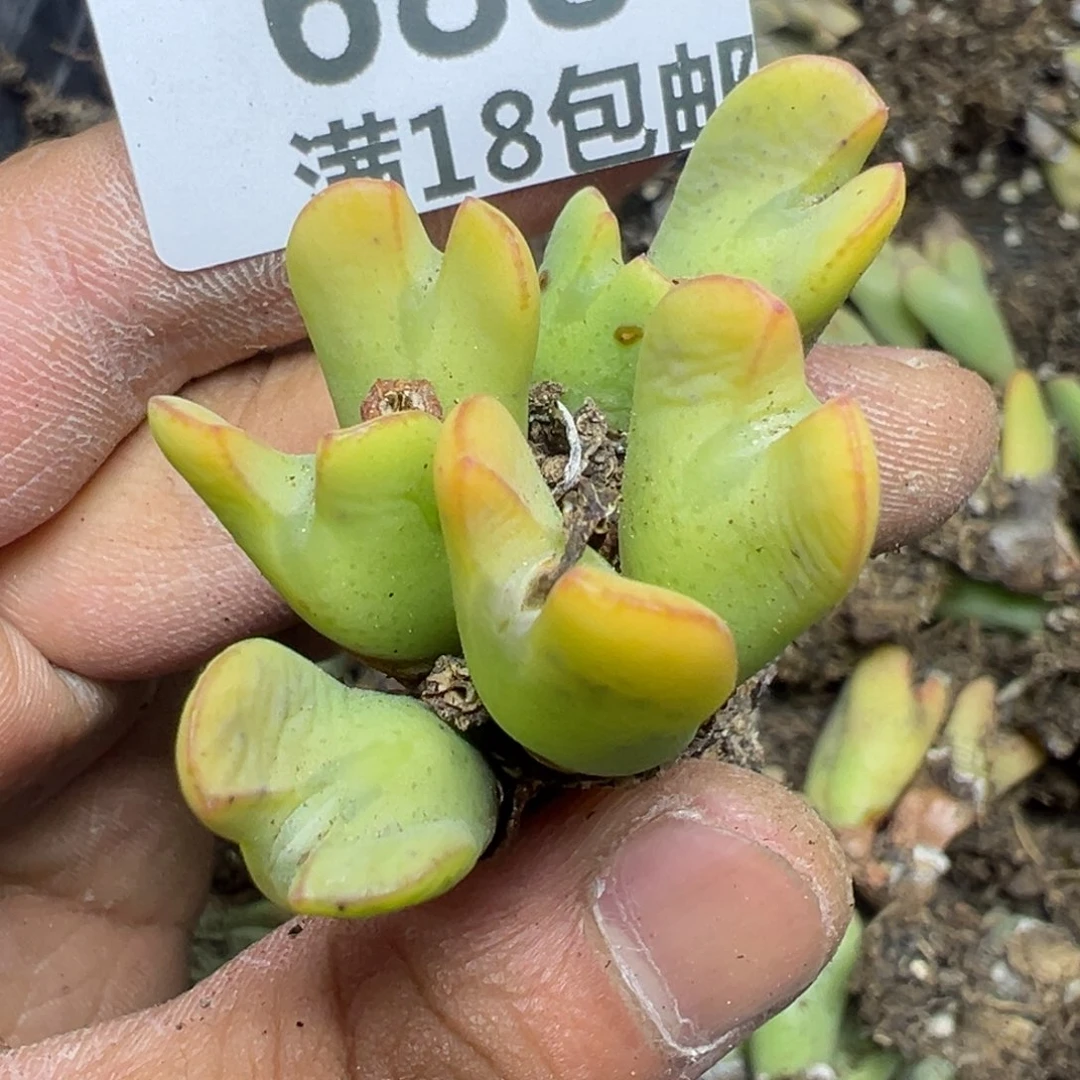 【闪购商品】 688。