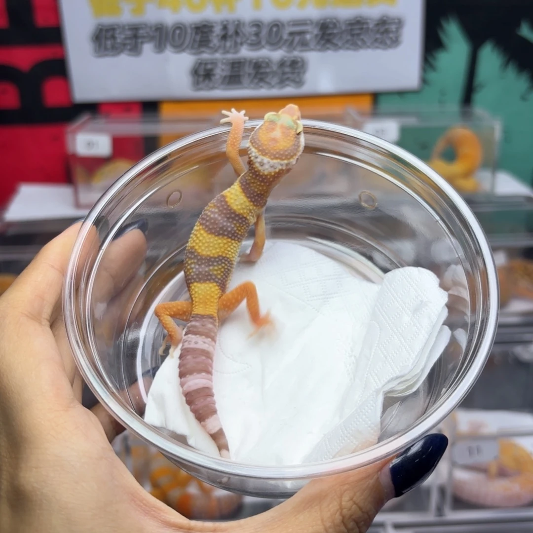 豹纹守宫白黄川普暴龙弟弟R005