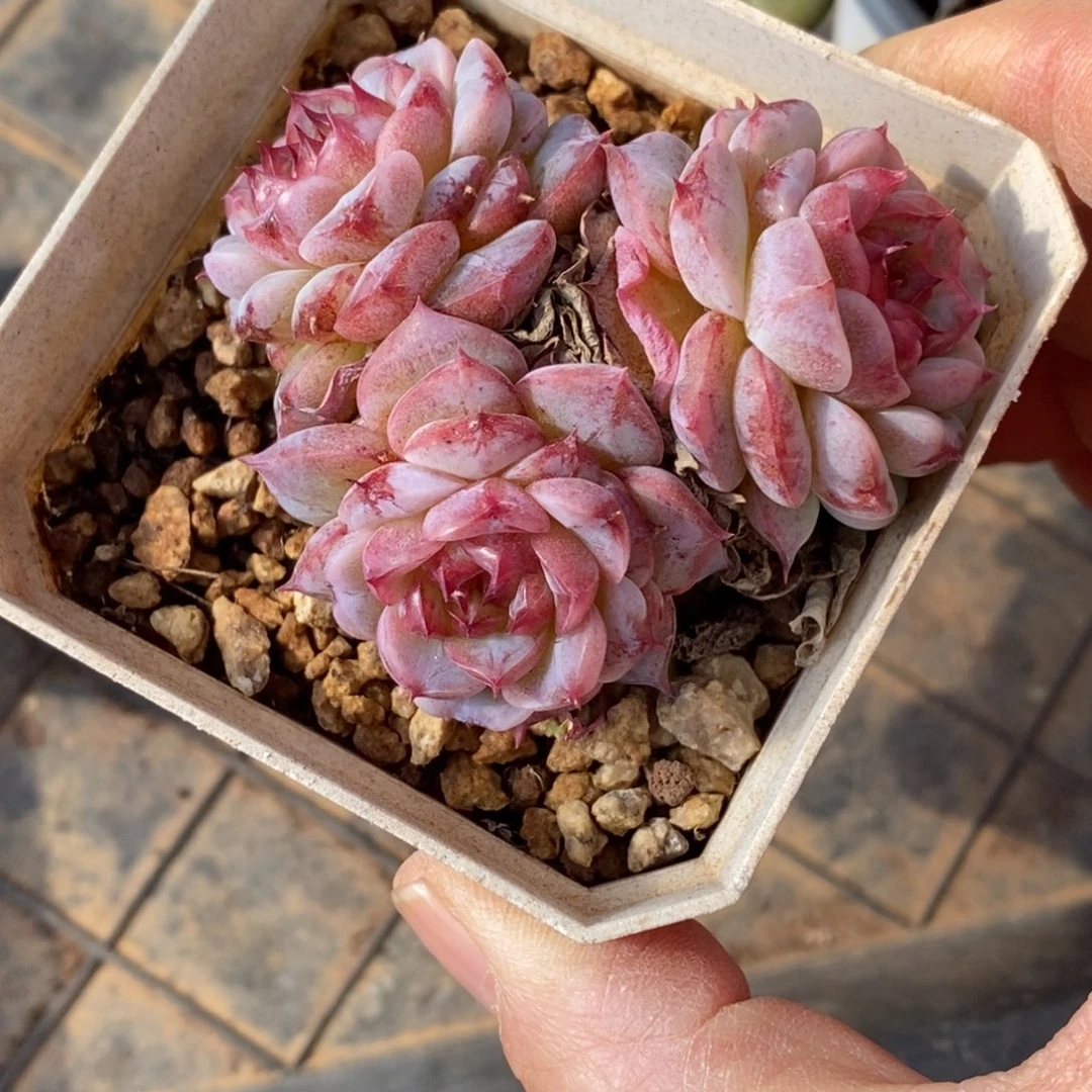 精品多肉一物一拍不包整86