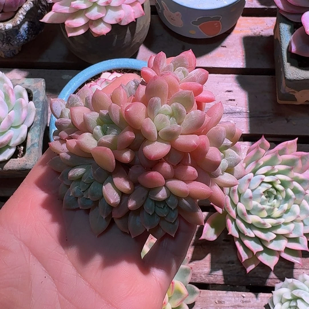百达翡翠群生多头多肉