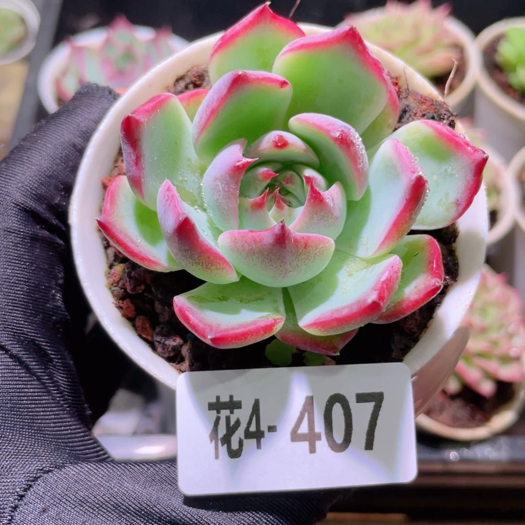 花利美4-407吉娃娃