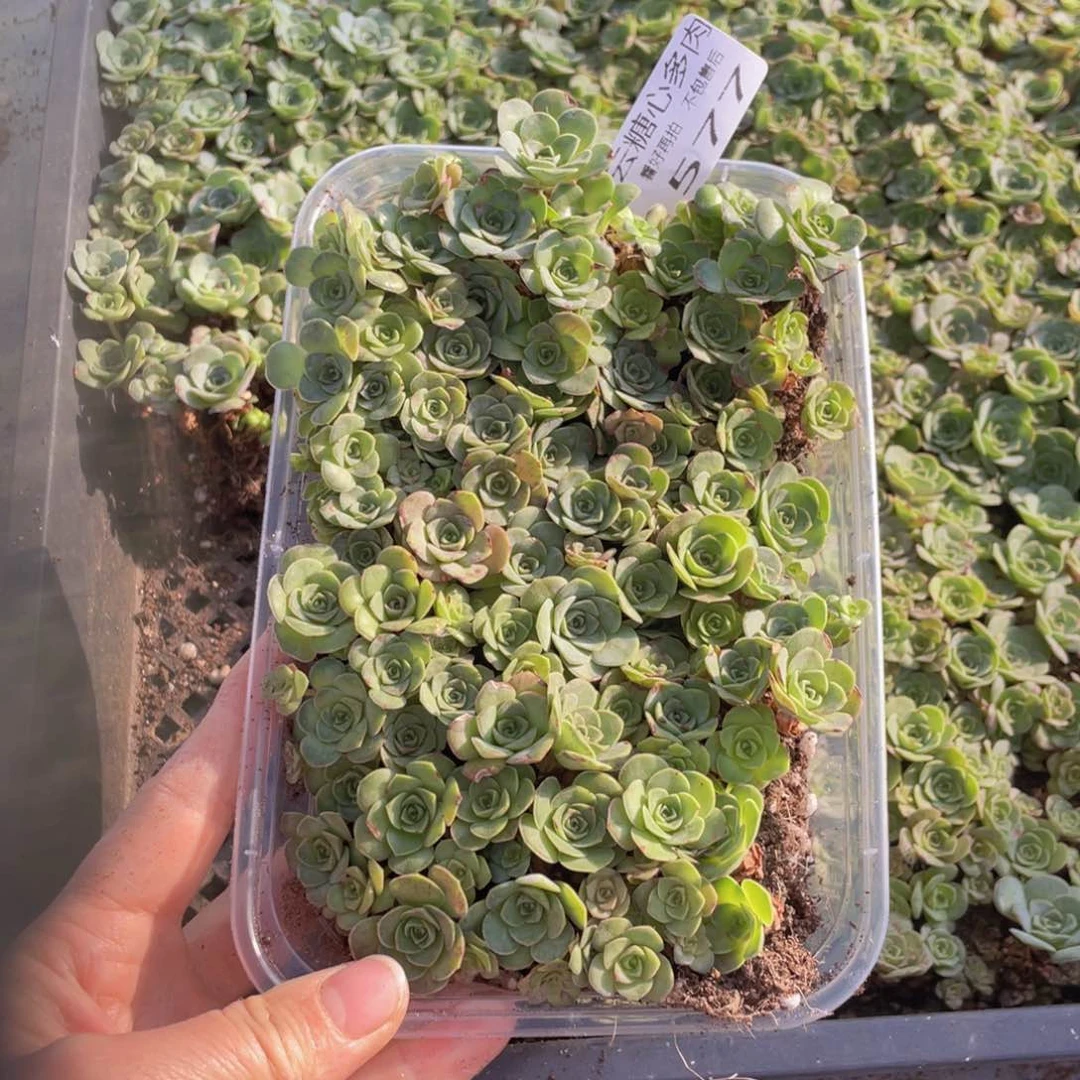 云糖心多肉植物577
