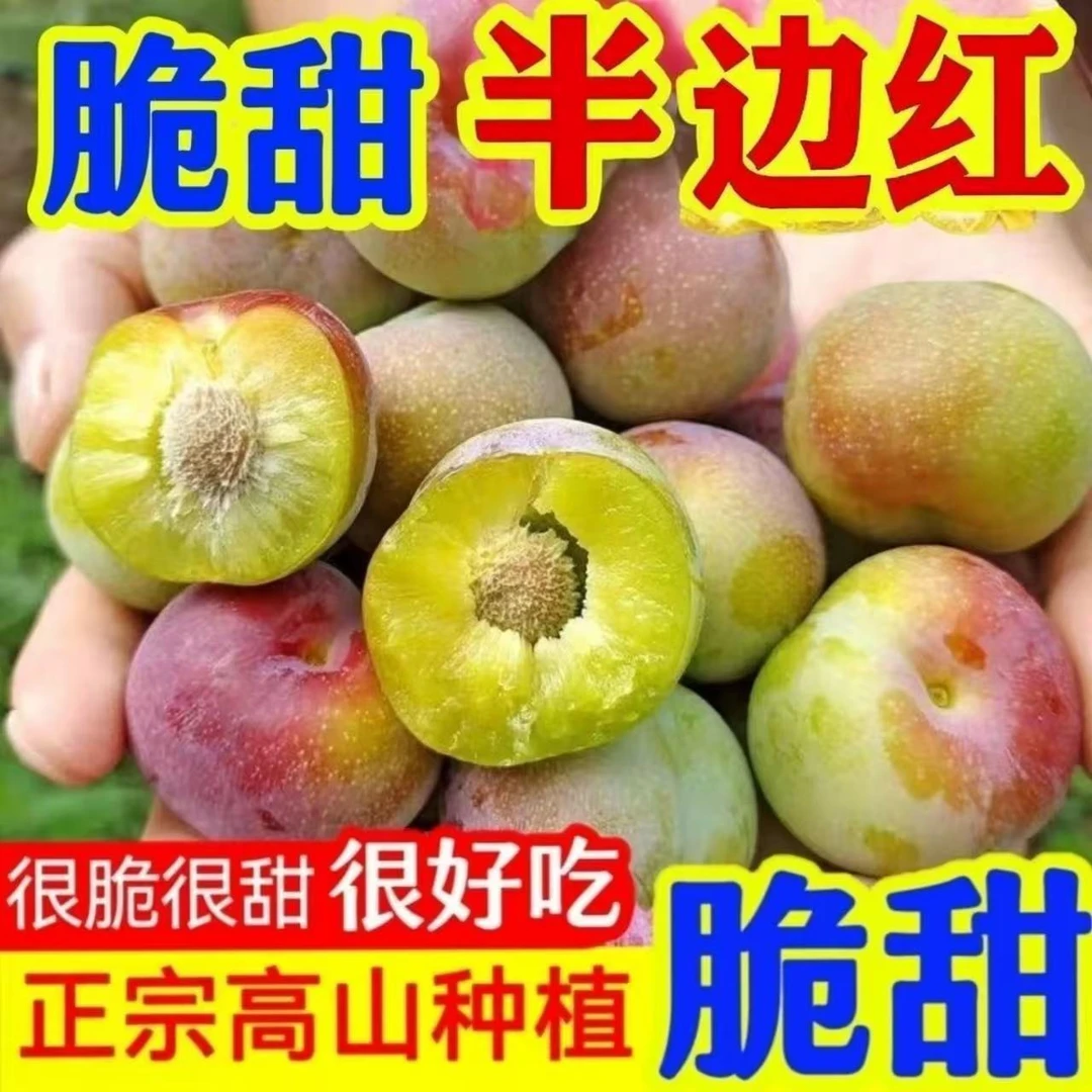 四川脆红李凤凰李子脆酸甜多汁爽口 新鲜现摘现发3/5斤孕妇水果
