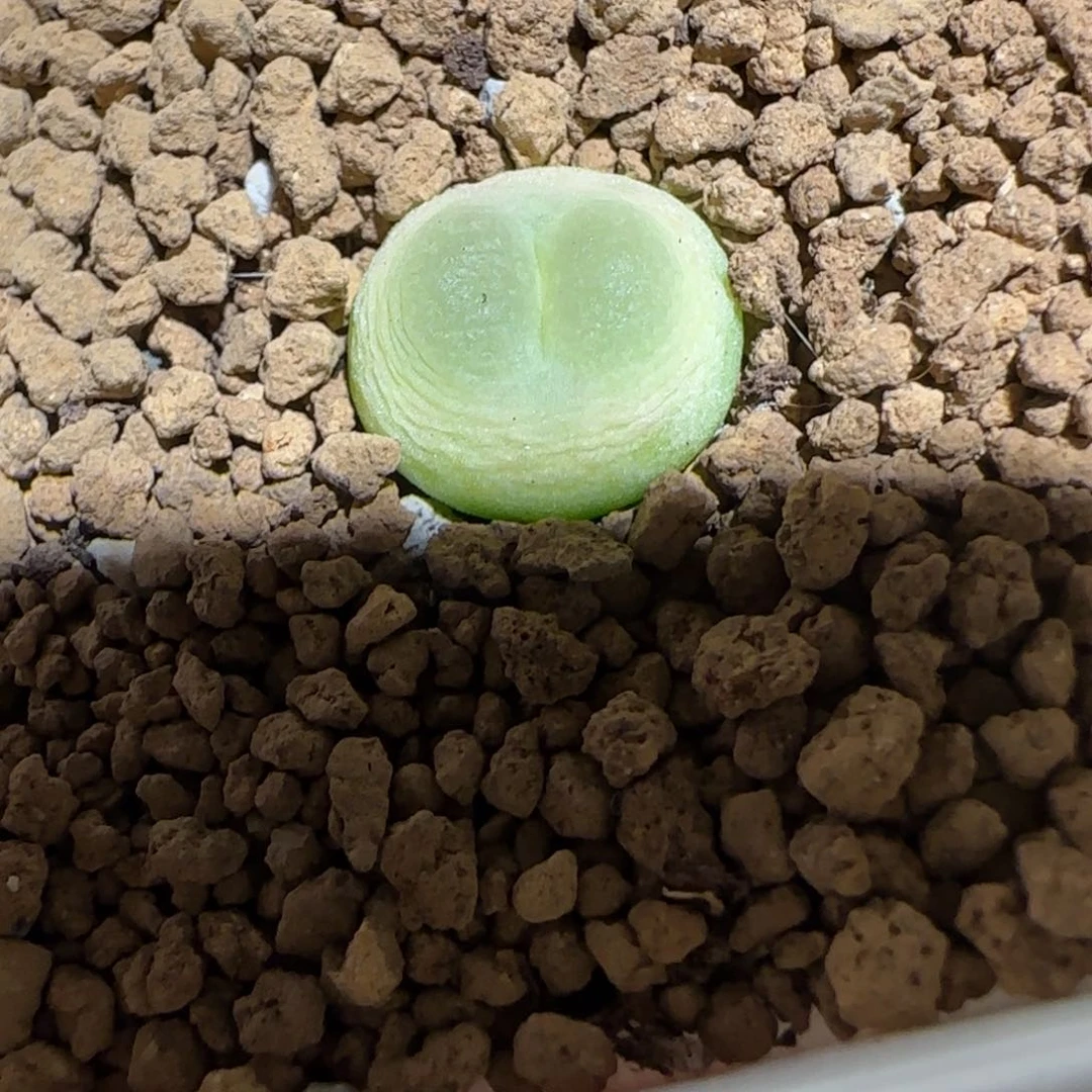 肉锥多肉植物组合-sh1200拉登1155