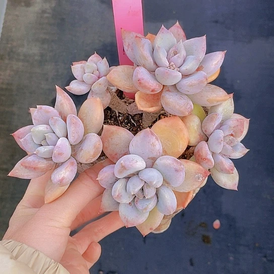 1014多肉植物老桩