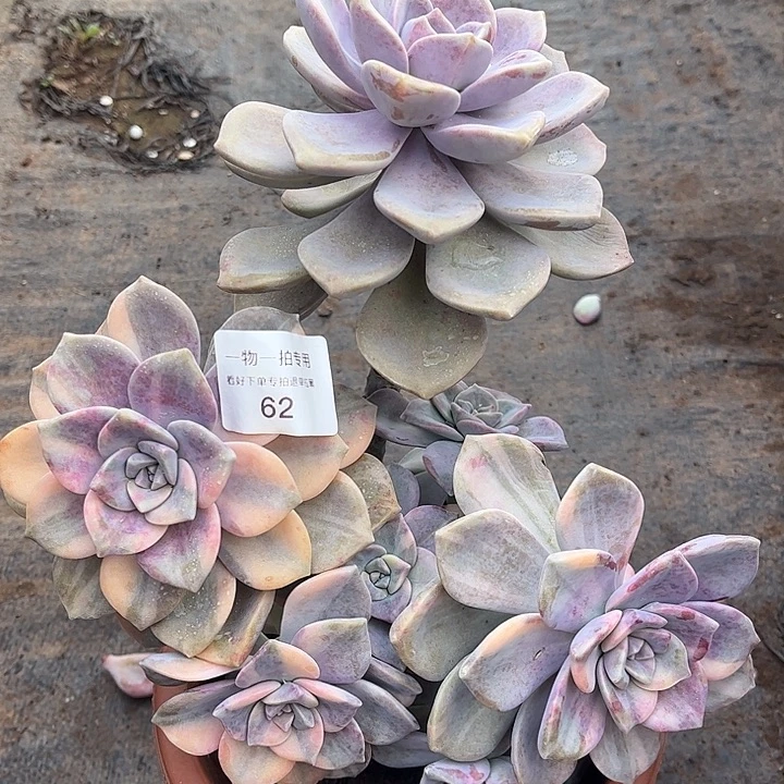 紫乐锦群，一物一拍