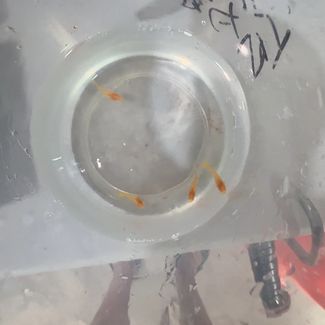 孔雀鱼心**了白子