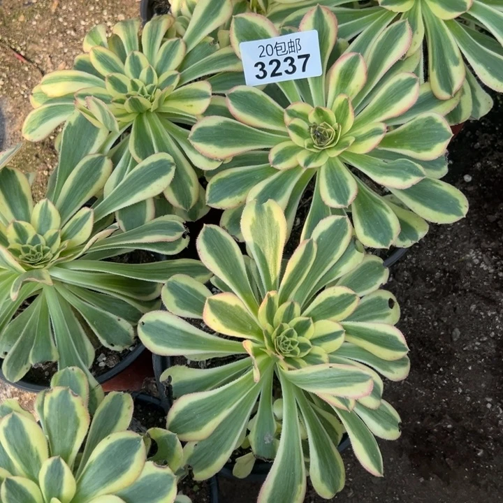 多肉植物3237种植物