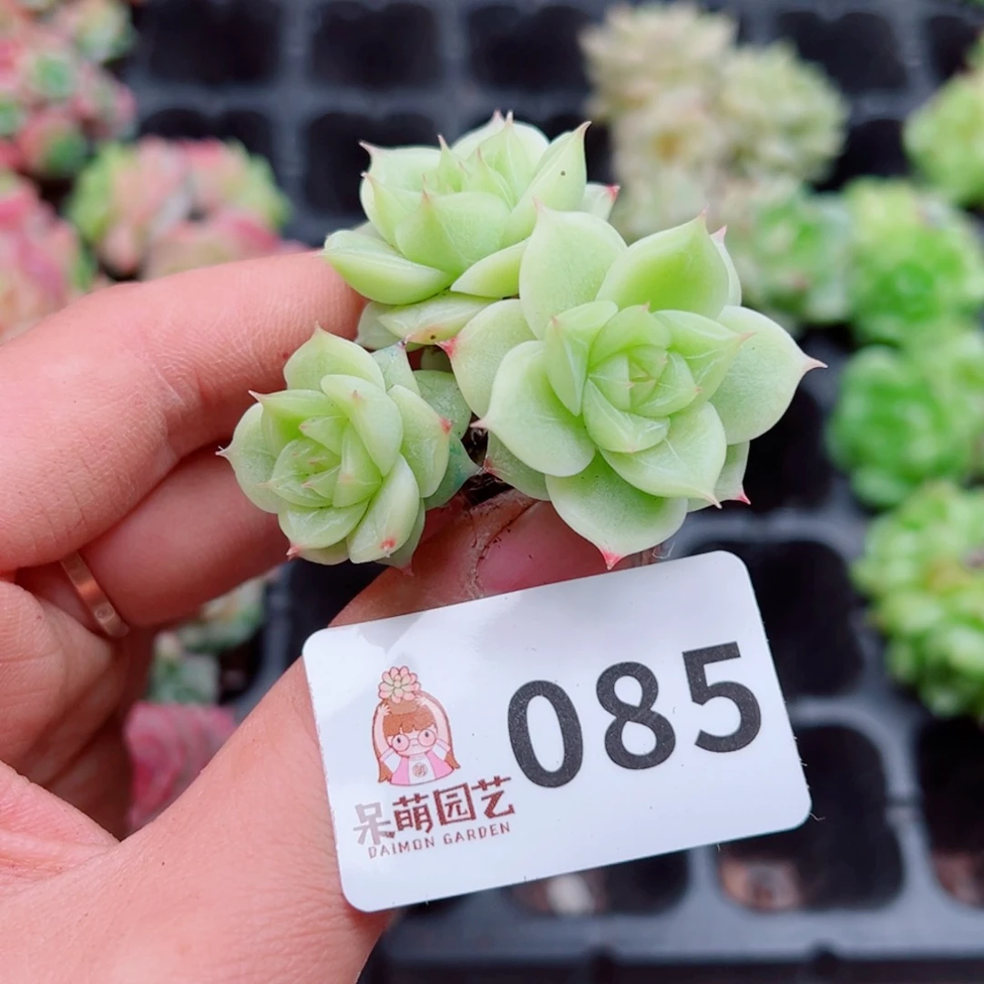 静多肉植物多肉植物