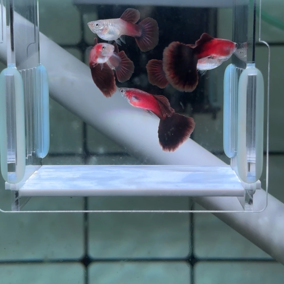 孔雀鱼大背野红三对