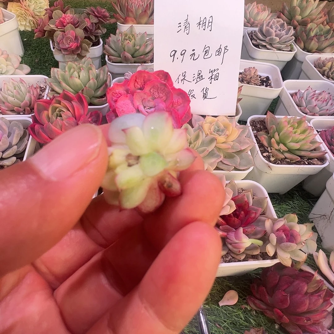 苝****多肉植物多肉植物