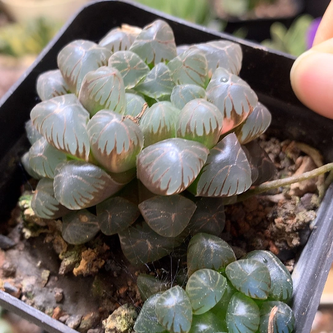 姬玉露带盆土发货ktvtu