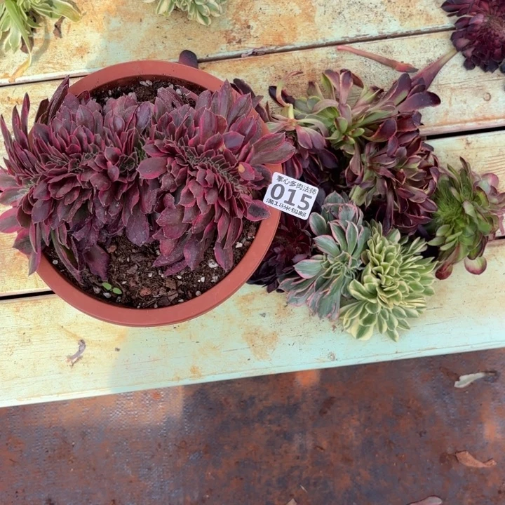 西****⋯015三颗女郎缀及小缀化组合掌心多肉法师锦