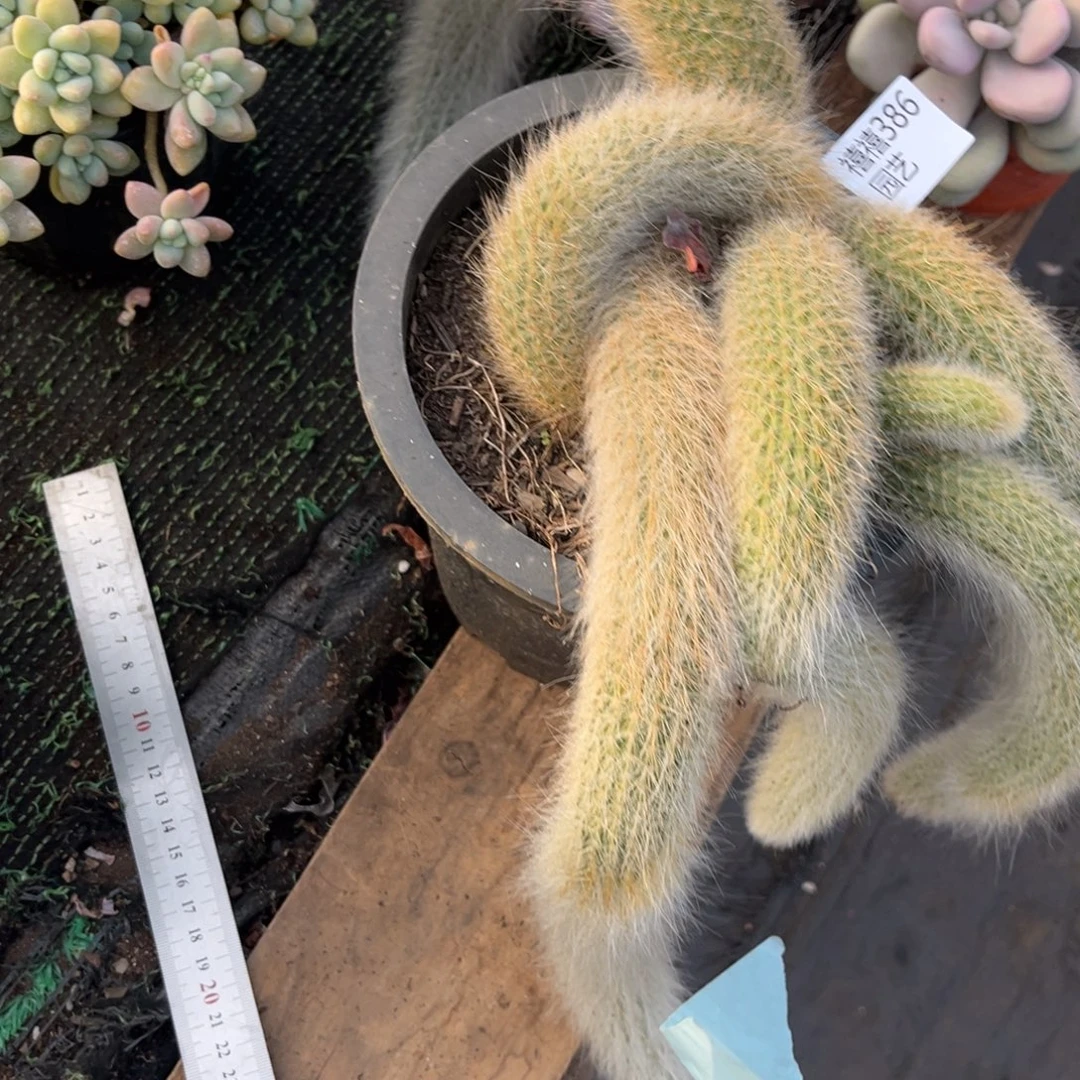 386九尾多肉植物……