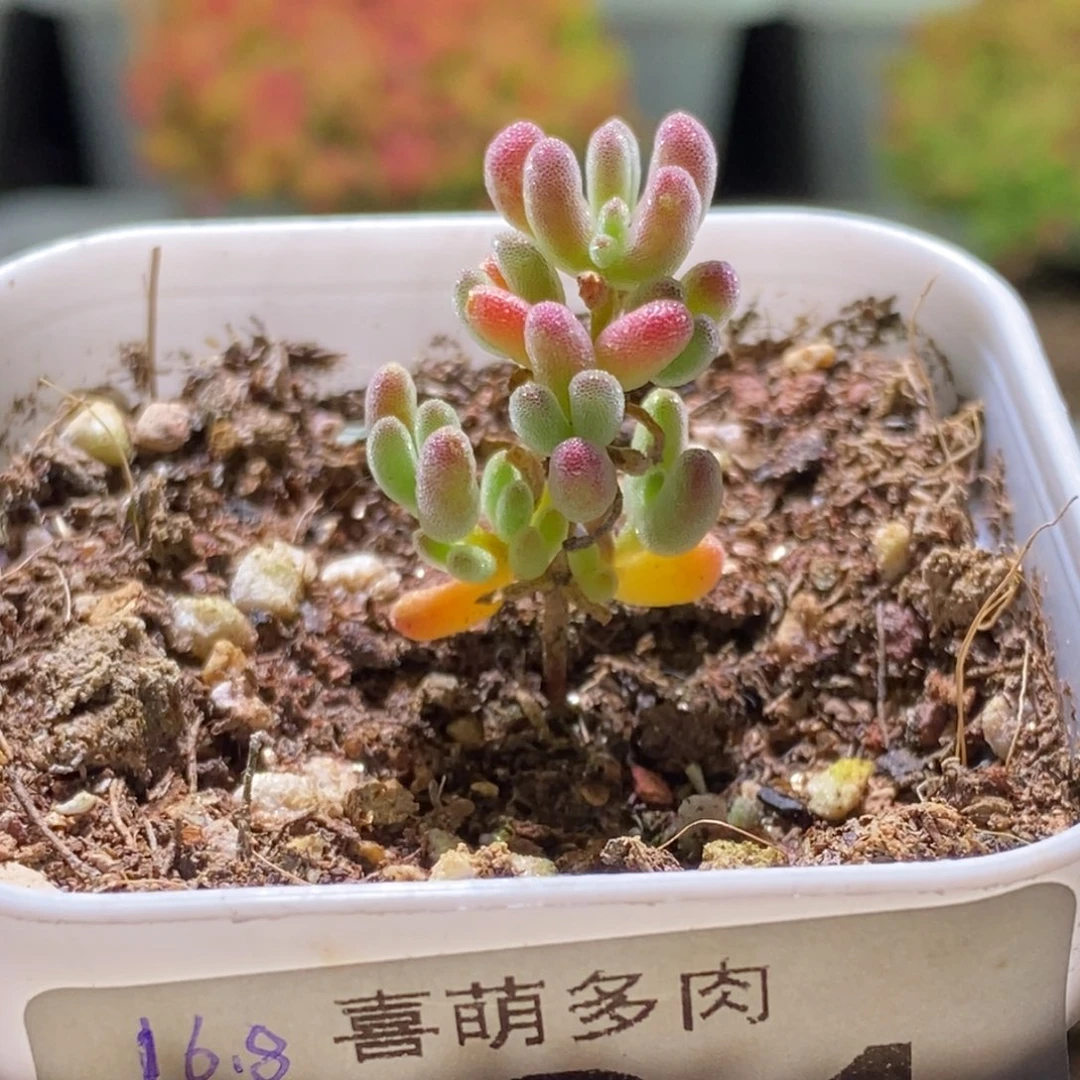 .**.红颜枝干番杏821