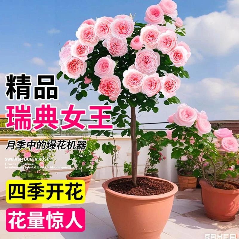 瑞典女王树桩月季棒棒糖欧月大苗四季开花带花苞室外阳台植物盆栽