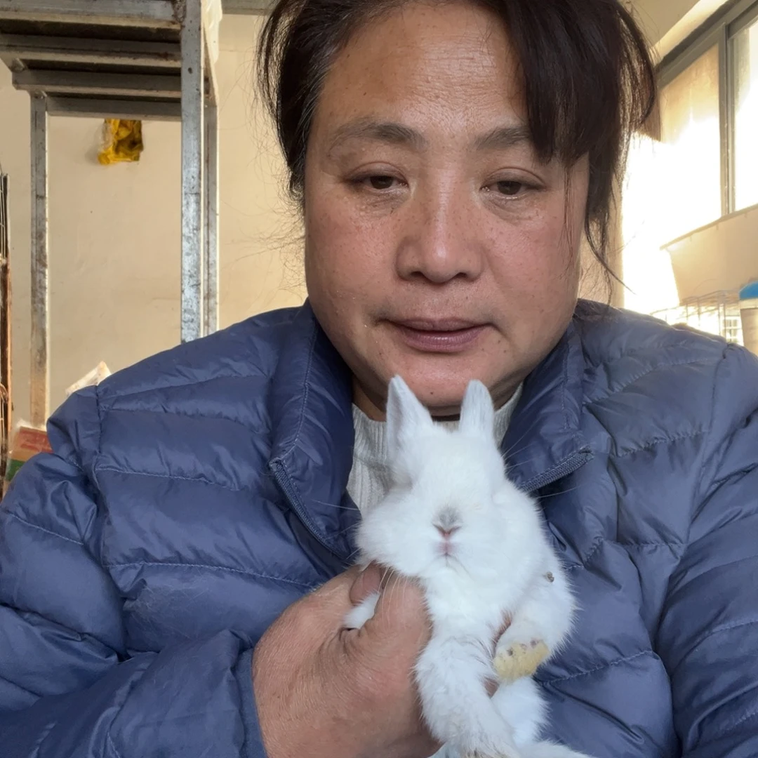英系安哥拉宠物兔子