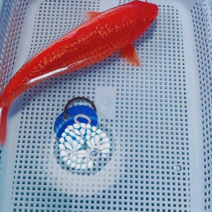 海水鱼锦鲤观赏鱼10