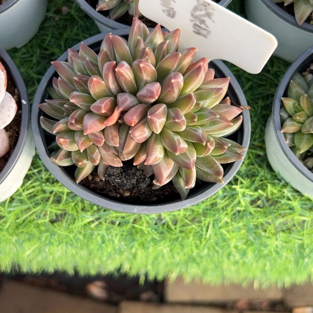 幻影美人多肉植物