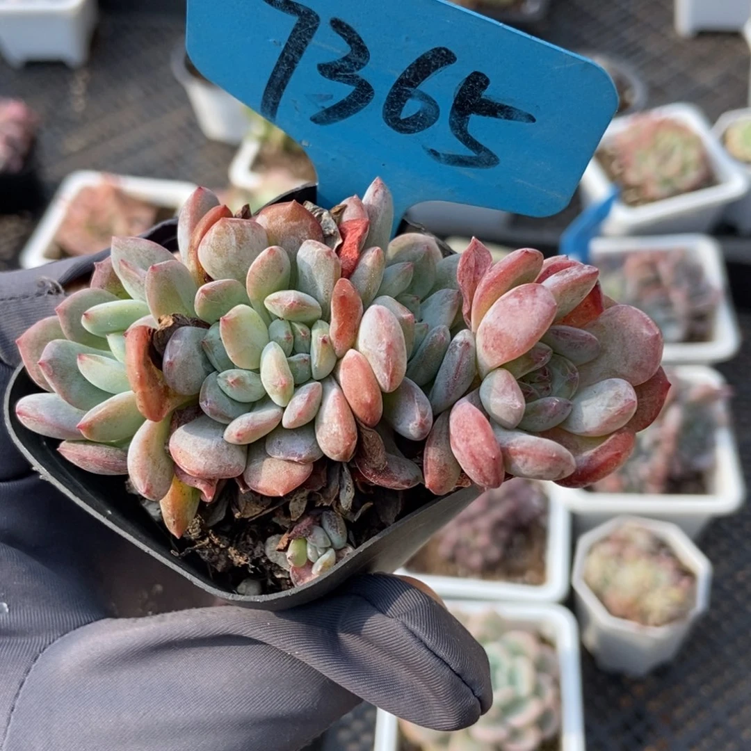 7365全明星多肉植物了