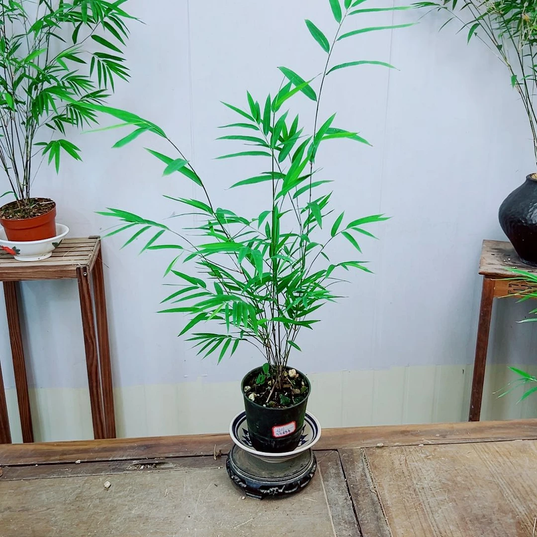 不开花植物内门竹