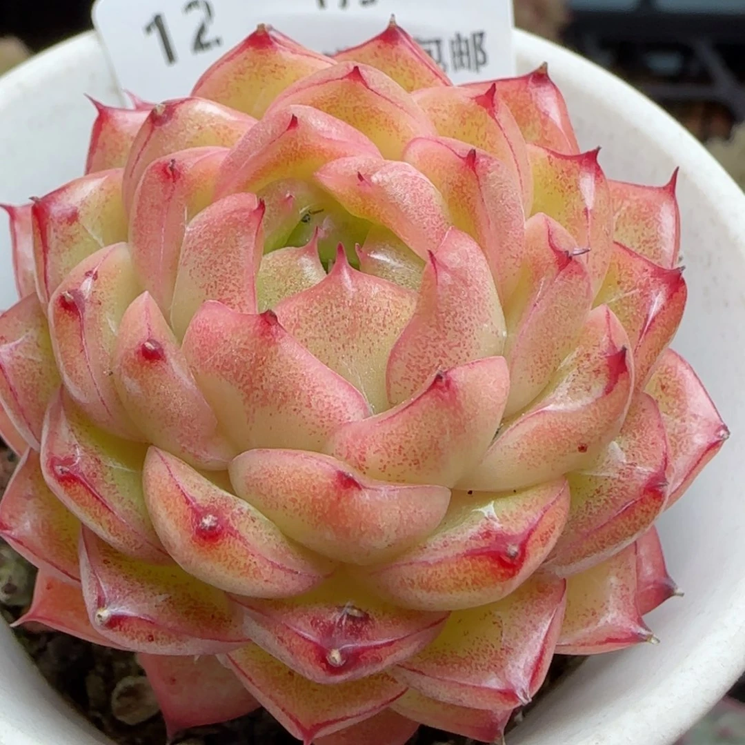 K**.花语逸镜0119-12