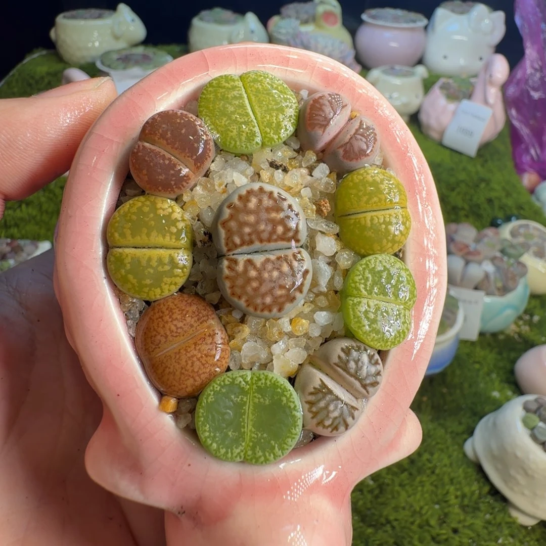 多肉葡萄的味道真的很1096