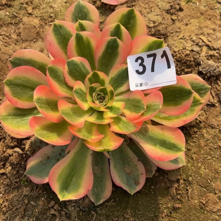 缘***完粉女巫多肉植物371