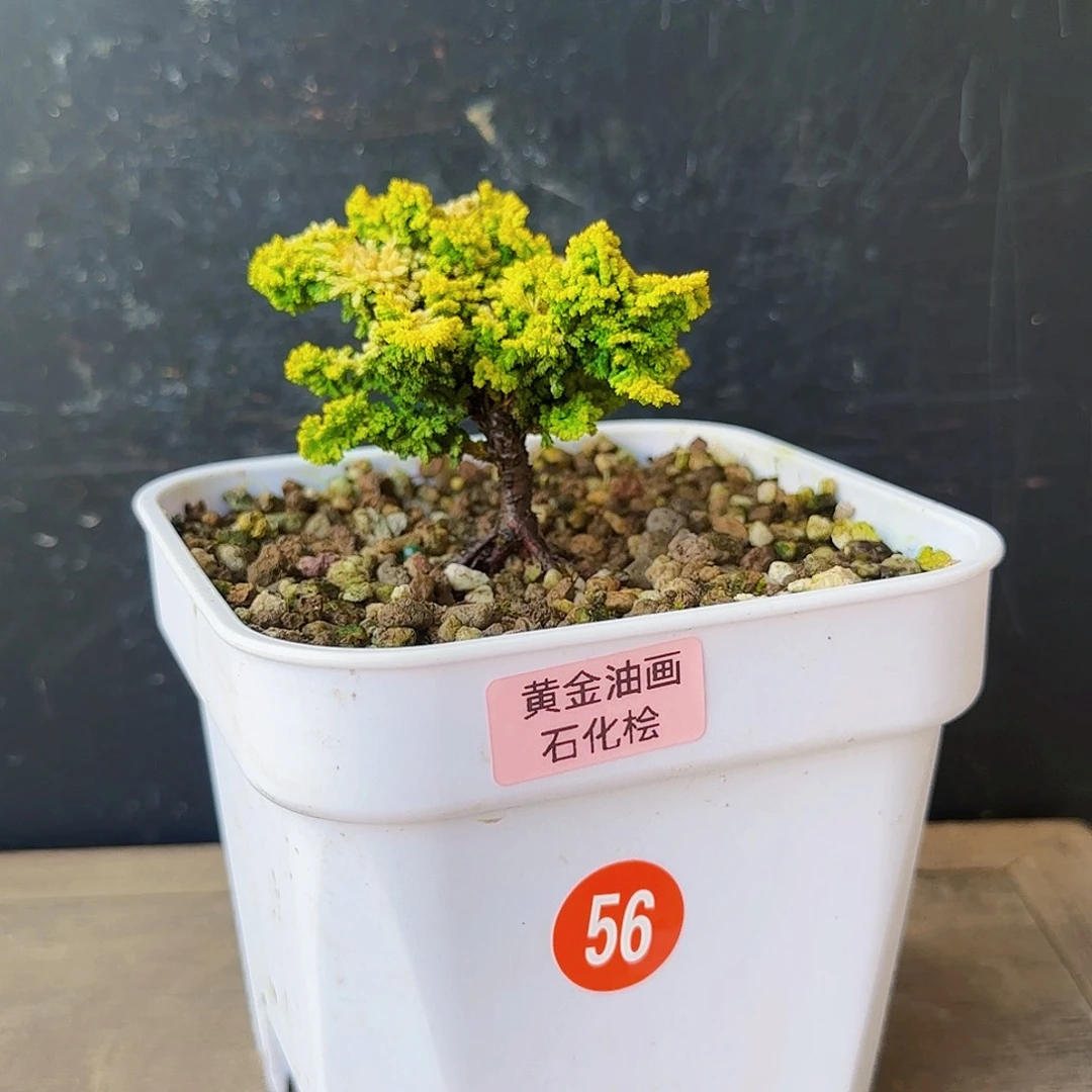 s***a无花朵黄金油画石化桧288发发发