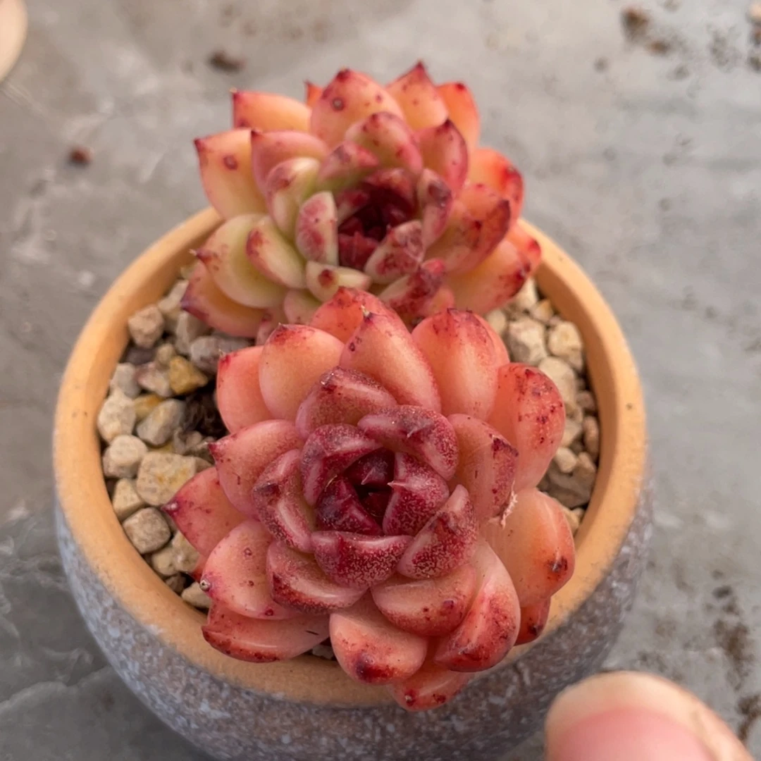 金色玫瑰双头8公分以上