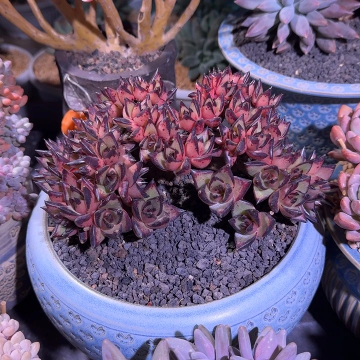 乌木 树缀 一物一拍