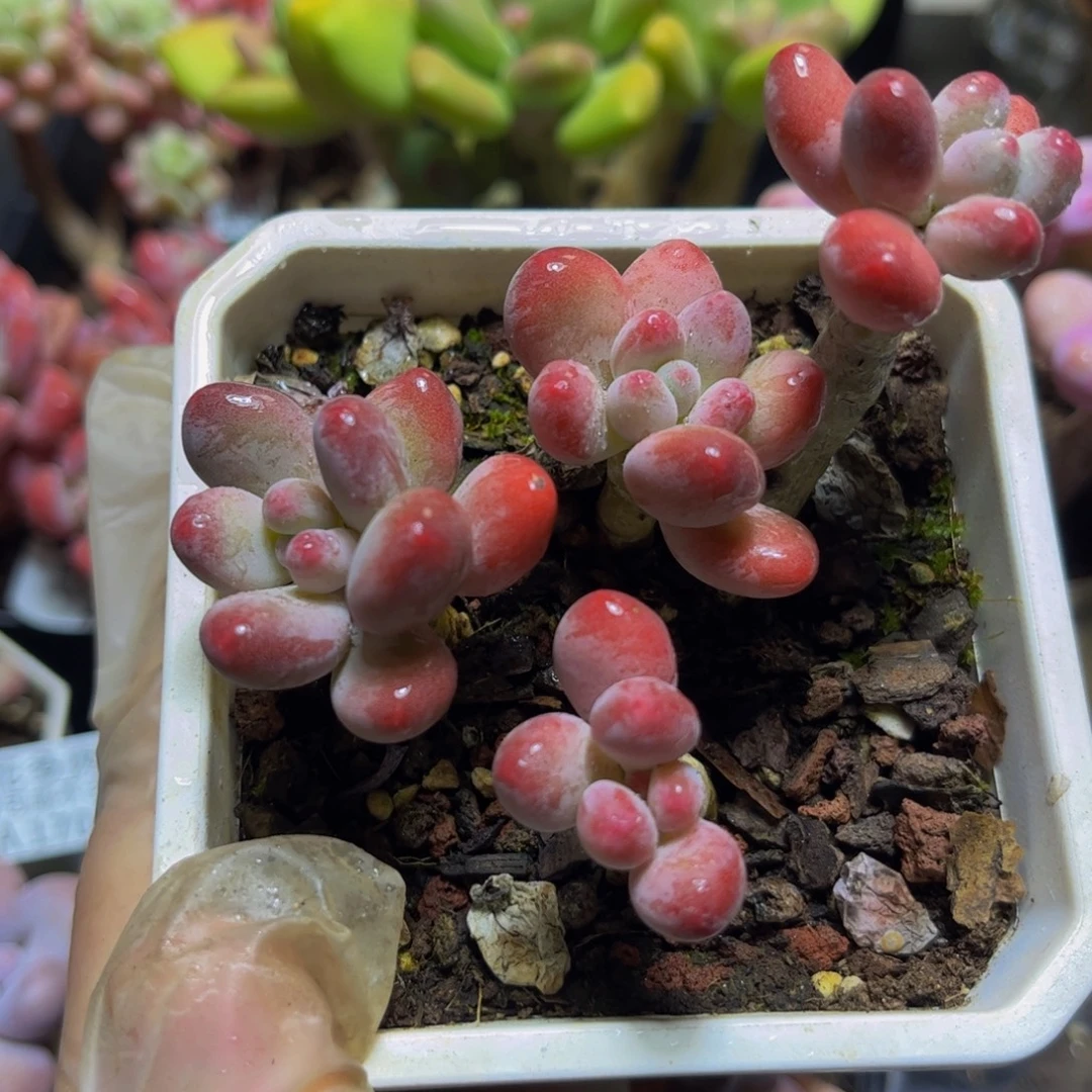 056一代苹果奶8厘米多肉（不包整）