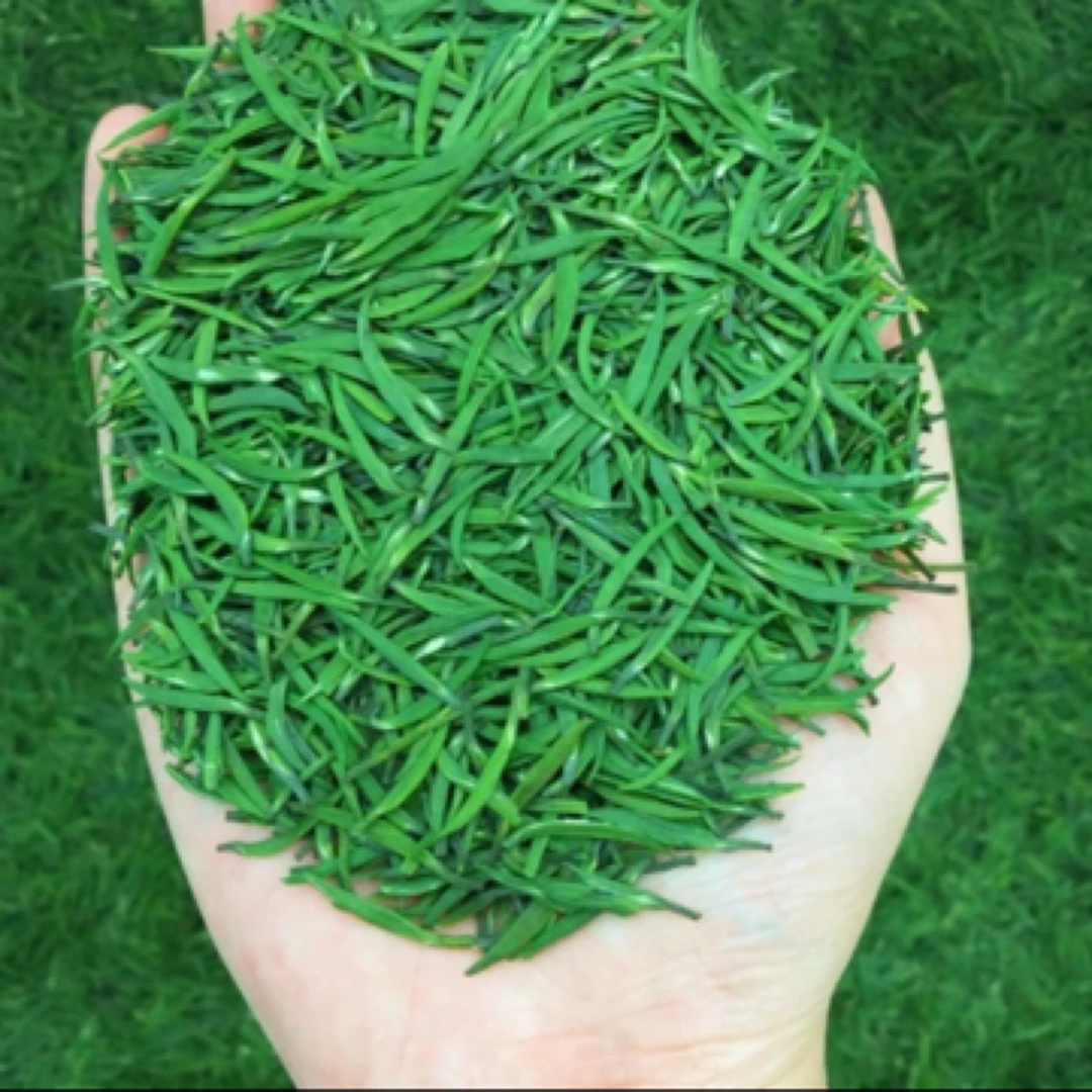 2025保康头采松针茶（600）