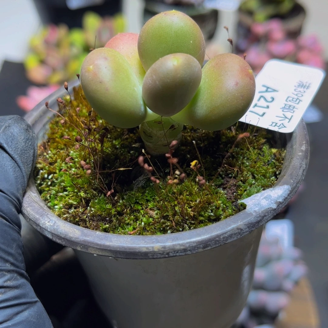 217树形芒果奶4.5厘米多肉